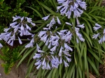P6260046 (800x600).jpg