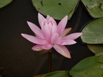 P7010001 (800x600).jpg