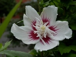 P7010002 (800x600).jpg