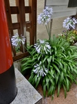 P7010008 (600x800).jpg