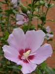 P7010008 (600x800).jpg