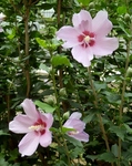 P7010011 (639x800).jpg