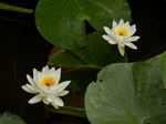 P7010016 (800x600).jpg