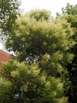 P7010017 (600x800).jpg