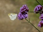 P7010022 (800x600).jpg