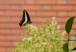 P7010027 (800x550).jpg