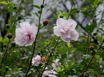 P7010029 (800x600).jpg