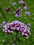 P7010052 (600x800).jpg