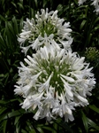 P7010108 (600x800).jpg