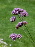 P7010250 (600x800).jpg