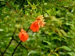 P7020003 (800x600).jpg