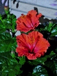 P7020014 (600x800).jpg