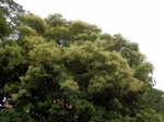 P7030008 (800x600).jpg