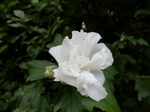 P7030011 (800x600).jpg