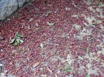 P7030014 (800x600).jpg