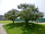 P7030032 (800x600).jpg