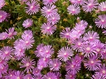 P7030057 (800x600).jpg