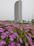 P7030060 (589x800).jpg
