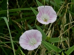 P7030076 (800x600).jpg