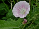 P7030084 (800x600).jpg