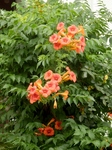 P7030093 (600x800).jpg