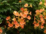P7030107 (800x600).jpg