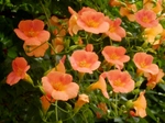 P7030113 (800x600).jpg