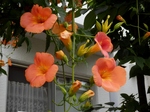 P7030114 (800x600).jpg
