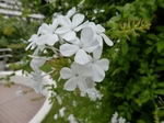 P7030129 (800x600).jpg