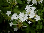 P7030134 (800x600).jpg