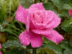 P7050183 (800x600).jpg