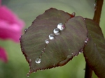 P7050184 (800x600).jpg