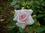 P7050187 (800x600).jpg