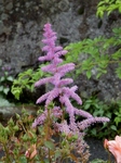 P7050188 (600x800).jpg