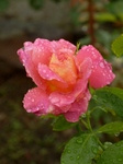 P7050190 (600x800).jpg