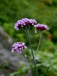 P7050192 (600x800).jpg