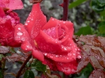 P7050197 (800x600).jpg