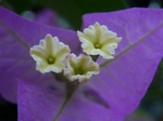 P7050213 (800x600).jpg