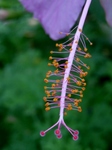 P7050221 (600x800).jpg