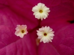 P7050228 (800x600).jpg