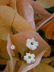 P7050232 (600x800).jpg