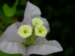 P7050234 (800x600).jpg