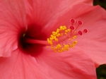 P7050239 (800x600).jpg