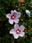 P7070007 (600x800).jpg