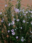 P7070008 (600x800).jpg