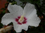 P7070018 (800x600).jpg