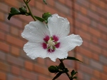 P7070021 (800x600).jpg