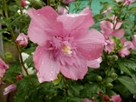 P7070056 (800x600).jpg