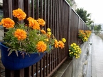 P7070059 (800x600).jpg