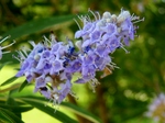 P7110028 (800x600).jpg